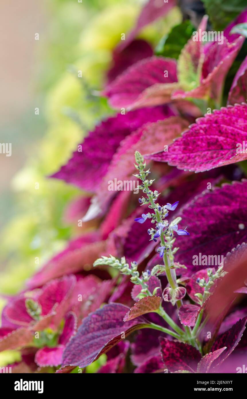 Coleus blumei or commonly known in the Philippines as Mayana, is a herb for treating inflammation among many ailments Stock Photo