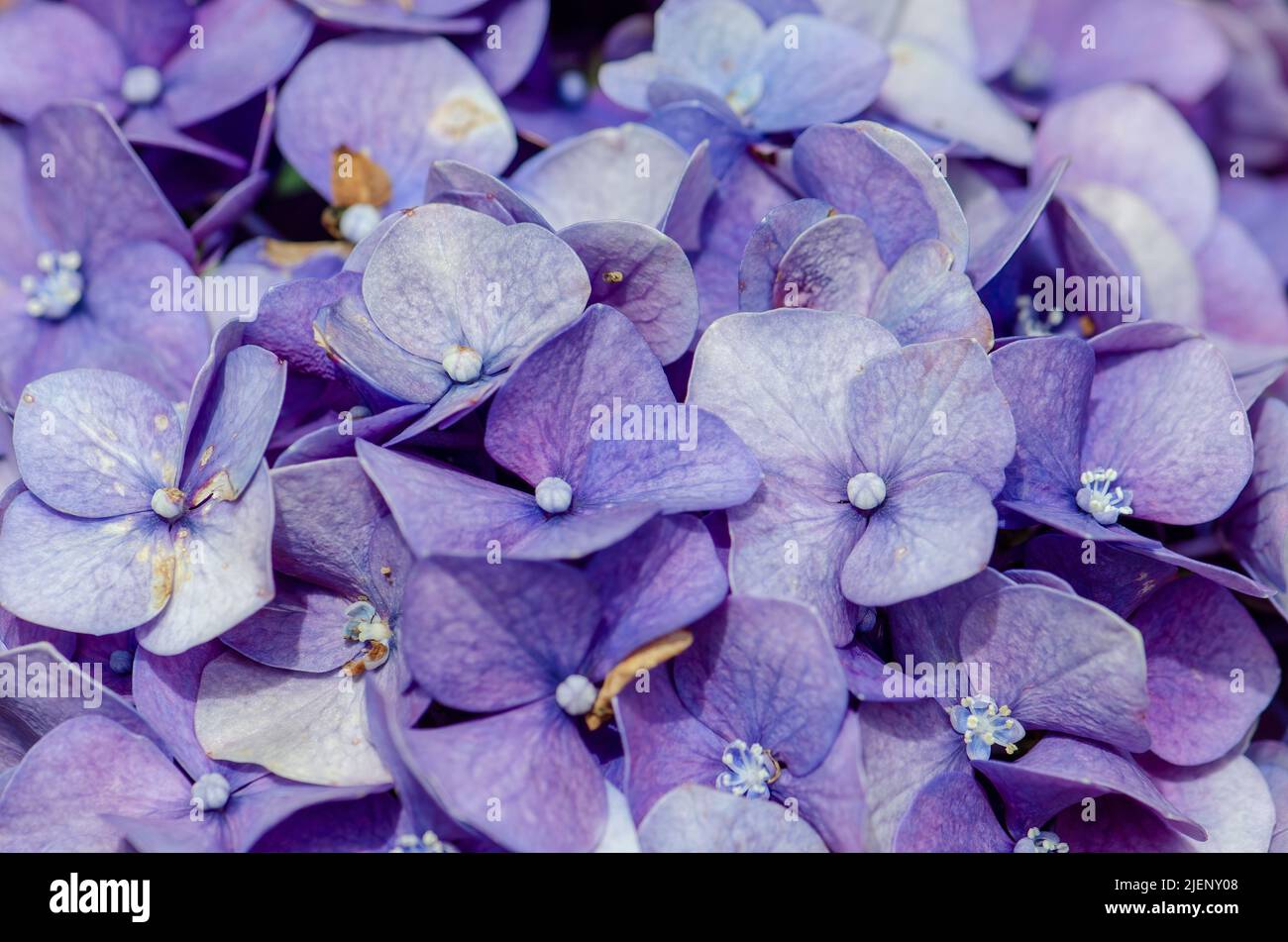 close-up of tiny petals of Hydrangea flower Stock Photo