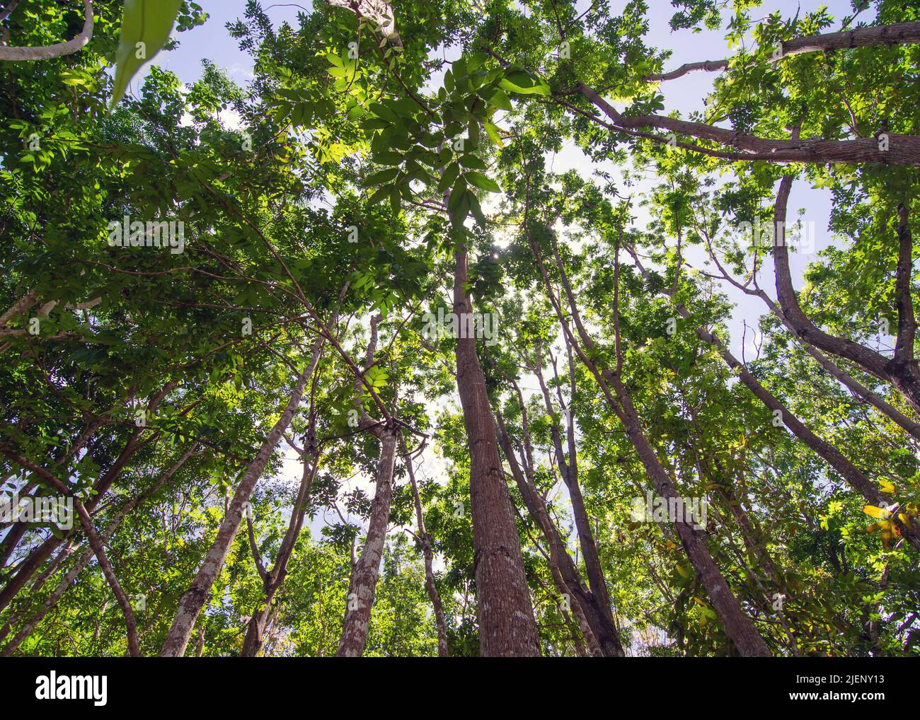 looking up under the canopy of trees Stock Photo