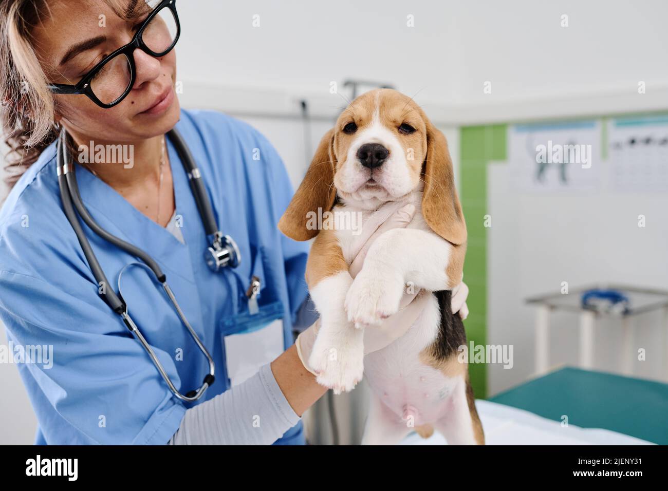 Modern young adult woman working in veterinary clinic examining health of beagle puppy doing palpation Stock Photo
