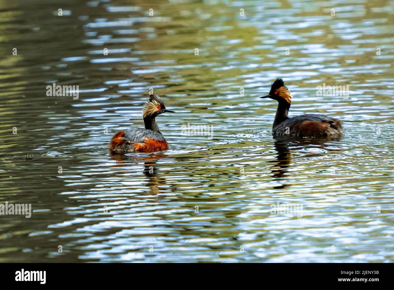 The sunlight brings out the bright coloring of an Eared Grebe in breeding plumage as a pair of them swim in a partly shaded lake. Stock Photo