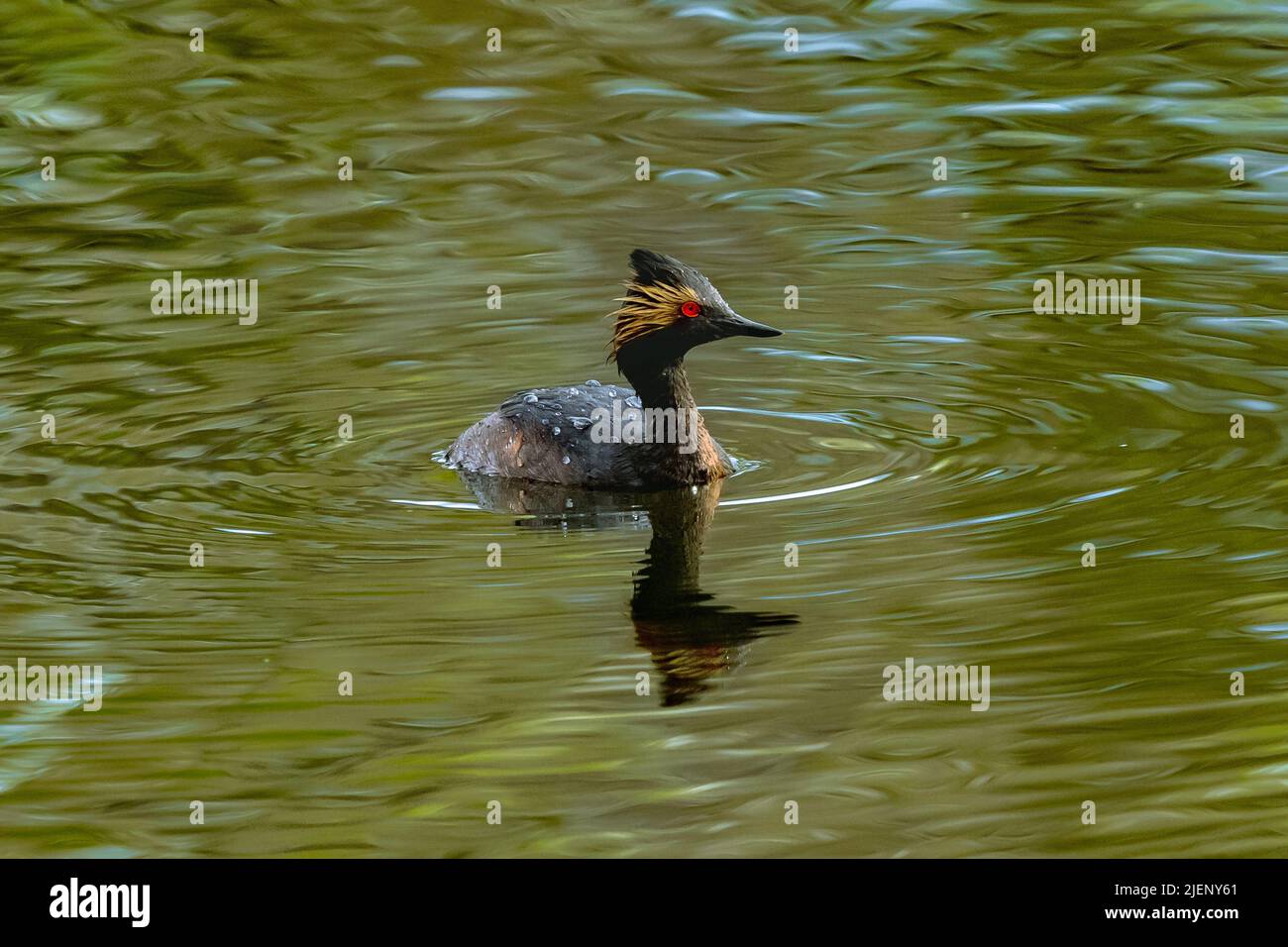 An Eared Grebe in breeding plumage emerges from a dive in a lake with fresh water droplets on its back. Viewed close up. Stock Photo