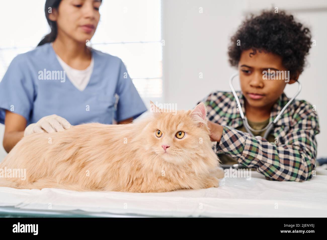 Modern African American kid using stethoscope to listen to ginger cats body inner sounds in veterinary clinic Stock Photo