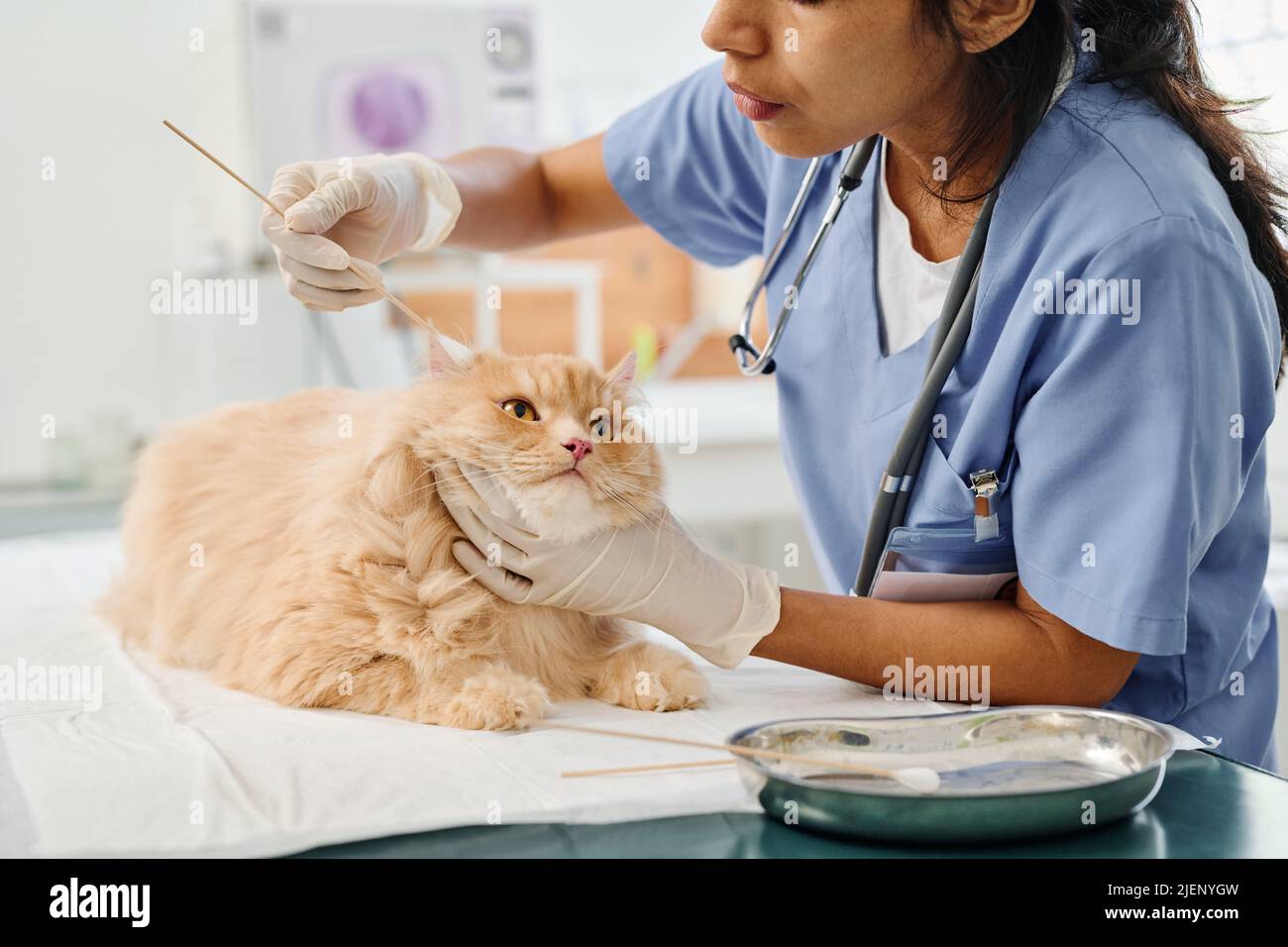 Professional vet working with fluffy ginger cat carefully cleaning its