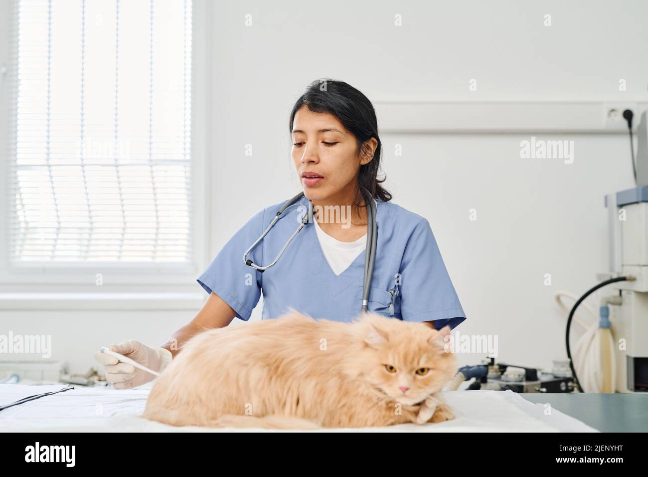 Young adult Hispanic woman working in veterinary clinic checking body temperature of fluffy ginger cat Stock Photo