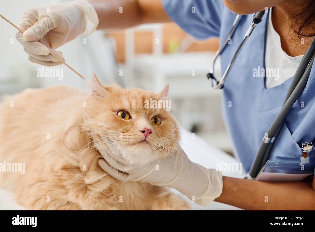 Unrecognizable woman working as vet cleaning fluffy ginger cats ears