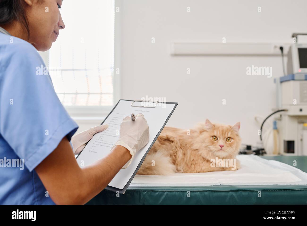 Hispanic woman working in veterinary clinic standing in front of cat holding clipboard filling in medical form Stock Photo