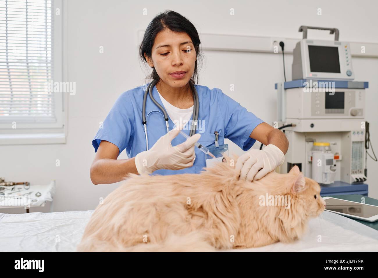 Calm fluffy ginger cat getting vaccine injection during appointment in modern veterinary clinic Stock Photo