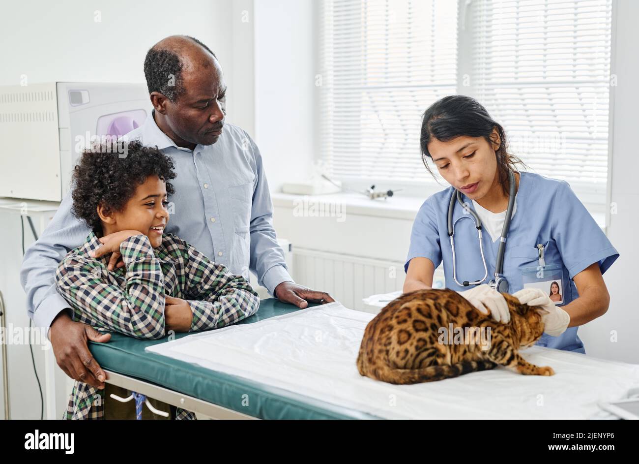 Black boy and his grandpa watching professional vet palpating their bengal cat during medical check up Stock Photo