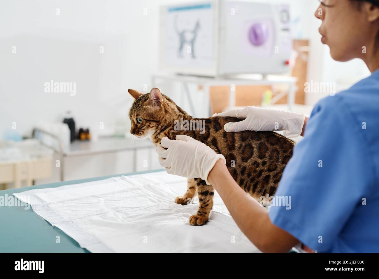Professional veterinarian working with bengal cat in exam room in clinic palpating its body and checking skin Stock Photo