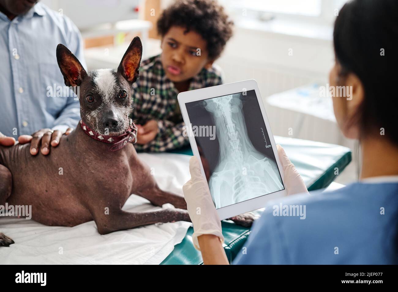 Unrecognizable doctor standing in front of dog and its owners holding digital tablet with X-ray image on screen Stock Photo