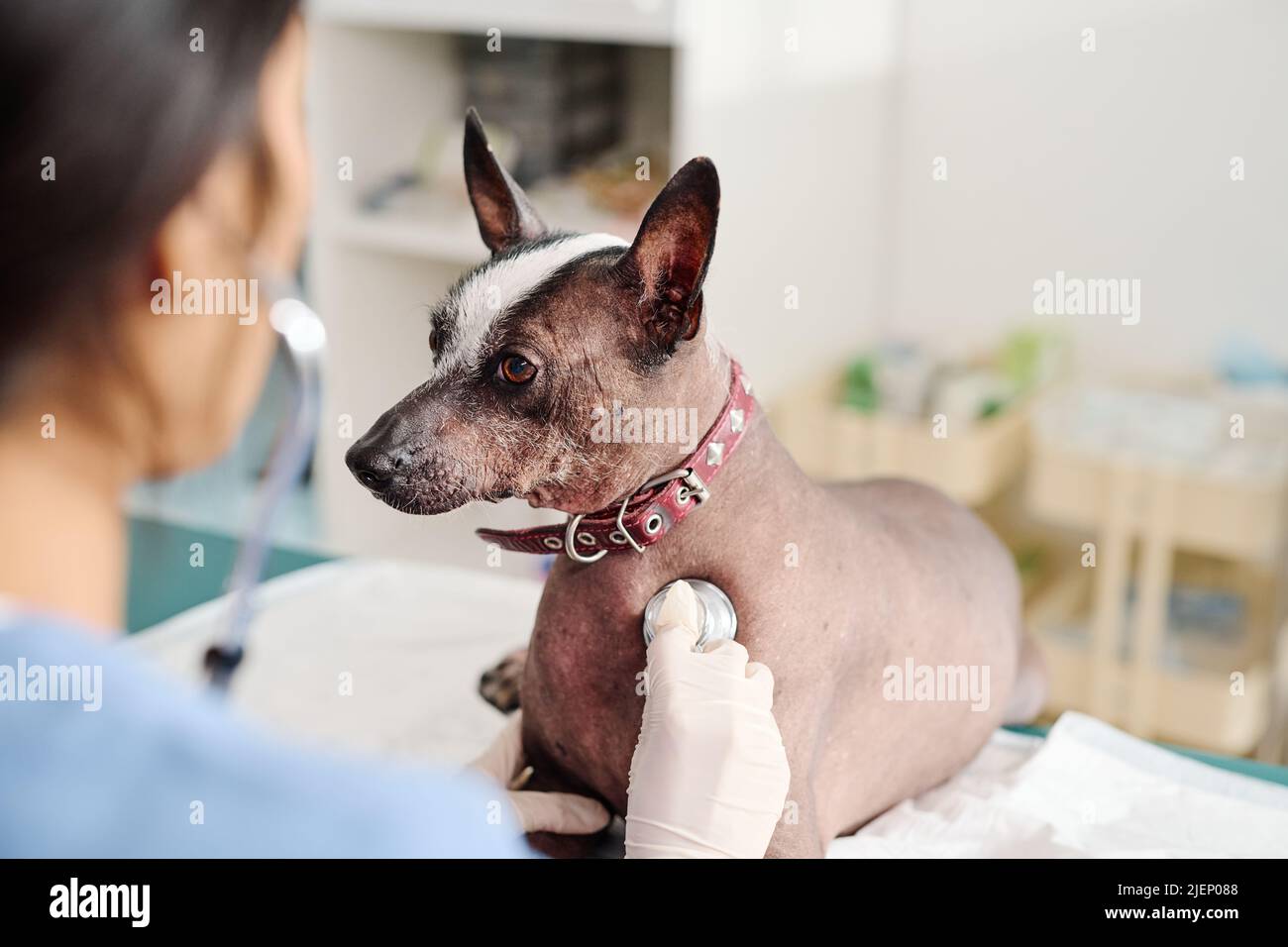 Professional vet using stethoscope to listen to dogs breath and heart