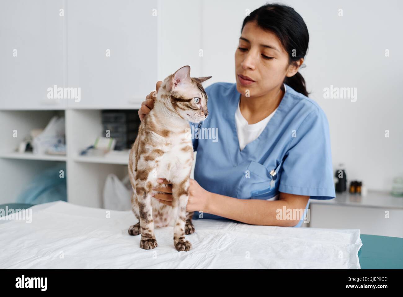 Horizontal medium shot of young adult Hispanic female veterinarian palpating bengal cat during appointment in exam room Stock Photo