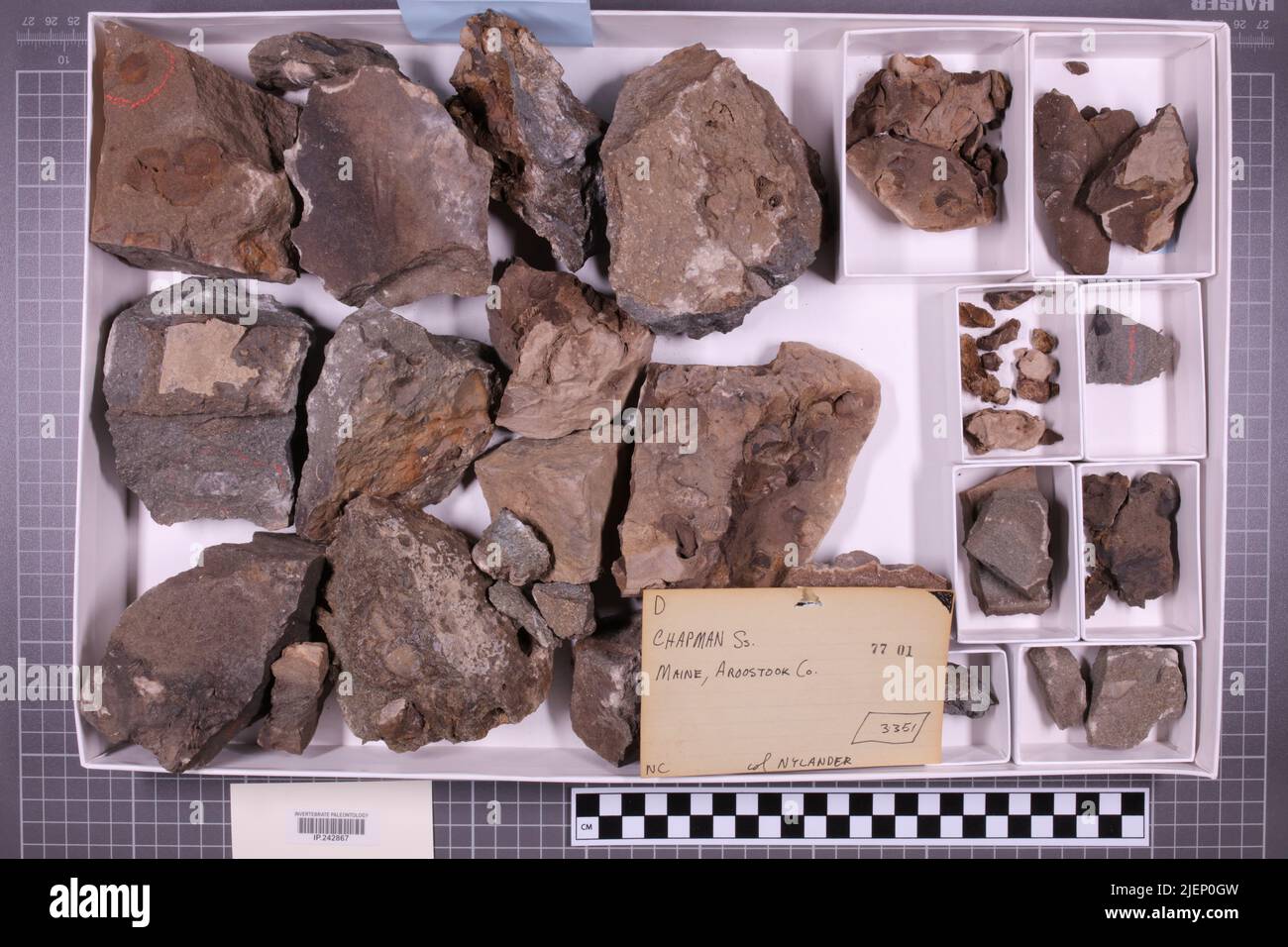 mixed taxa, stratigraphic collection. accn: 3351; Stock Photo