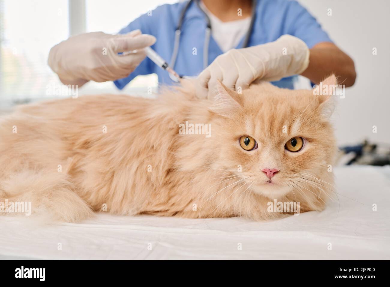 Medium close-up selective shot of unrecognizable doctor giving vaccine injection to ginger cat in veterinary clinic Stock Photo