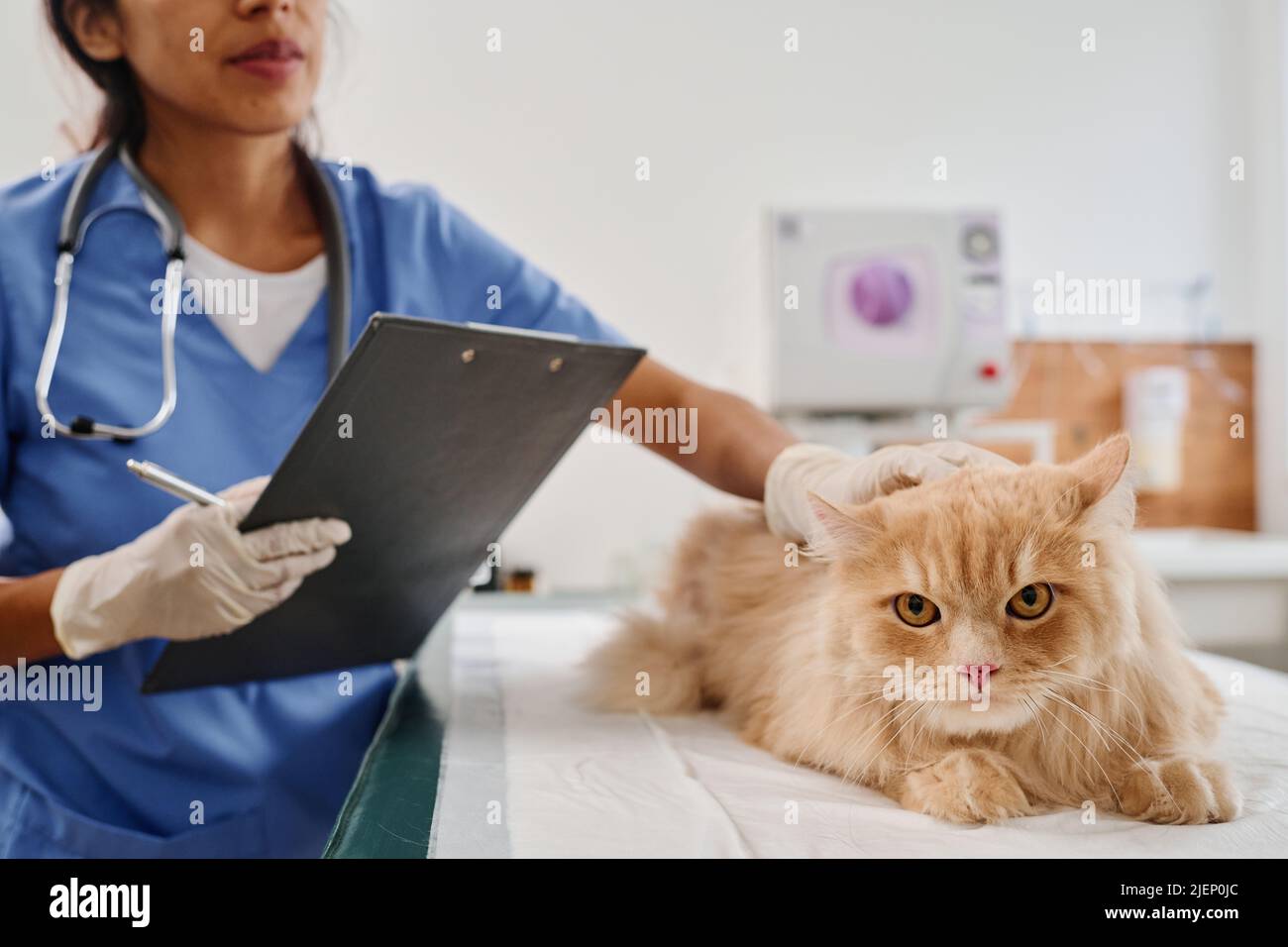 Professional veterinarian holding clipboard with medical record palpating cats body during health examination Stock Photo