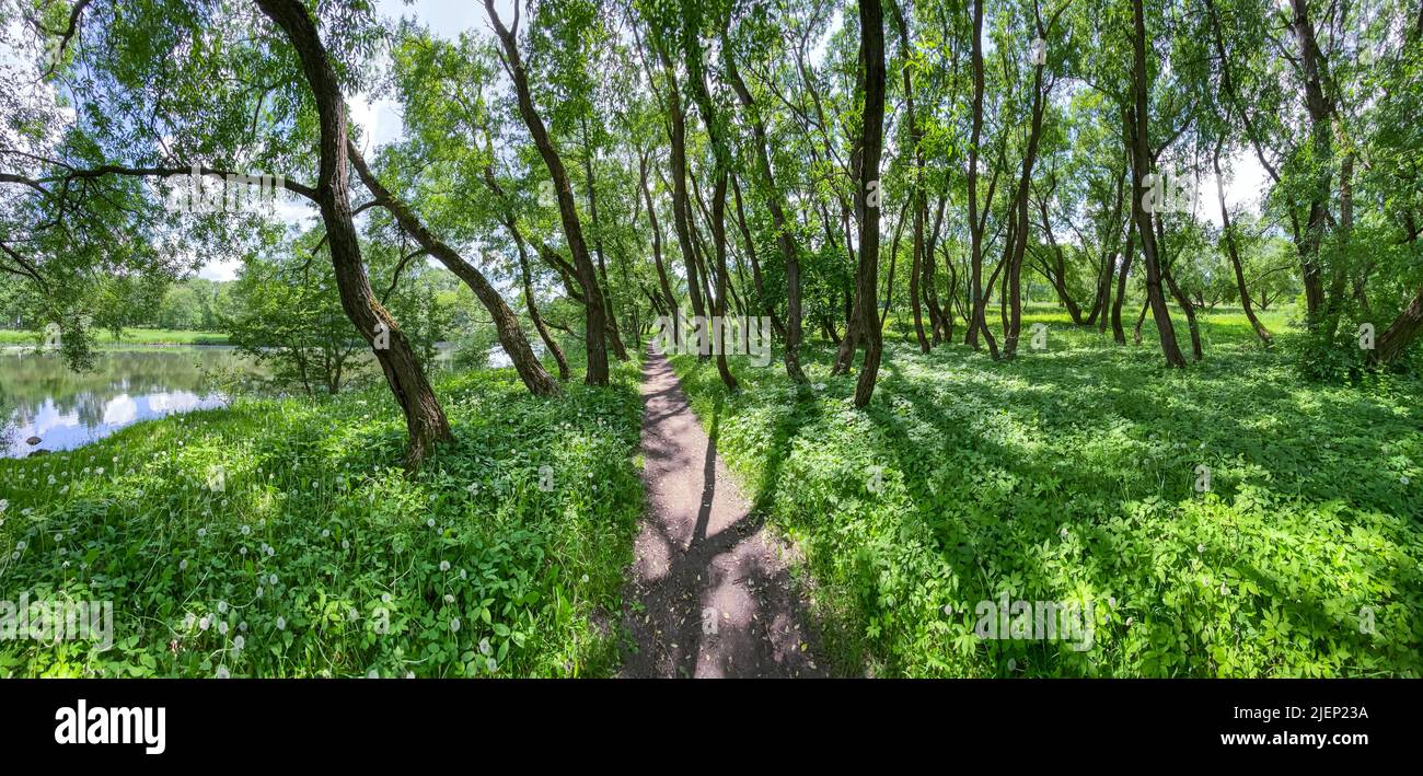 walking path through a green deciduous forest. panoramic view on a sunny day. Stock Photo