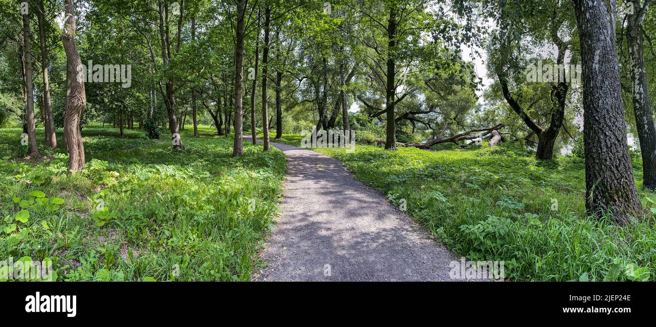 countryside landscape in summer. sunny path through beautiful green forest. Stock Photo
