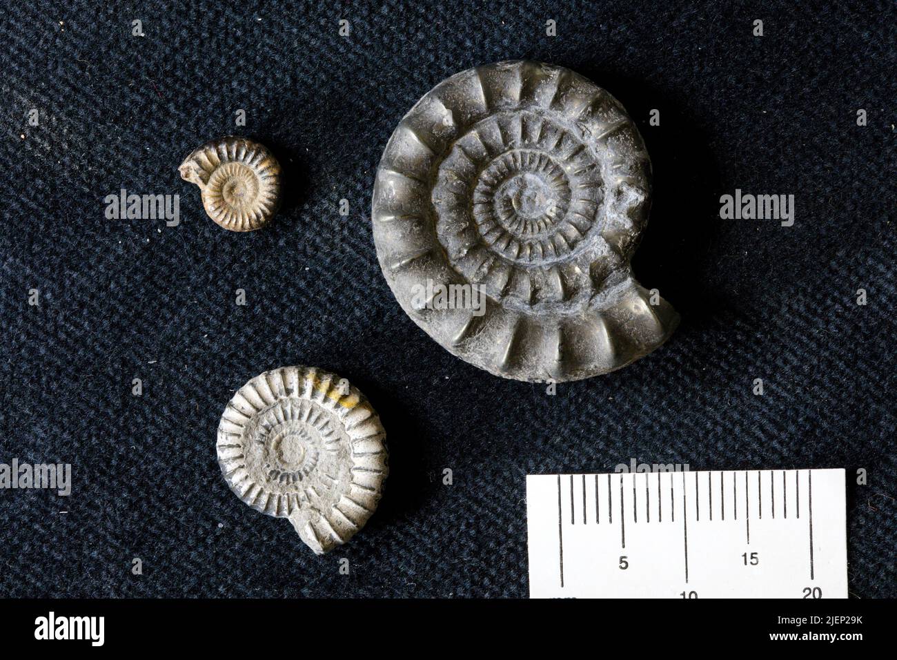 Echioceras raricostatum von Zieten Stock Photo Alamy