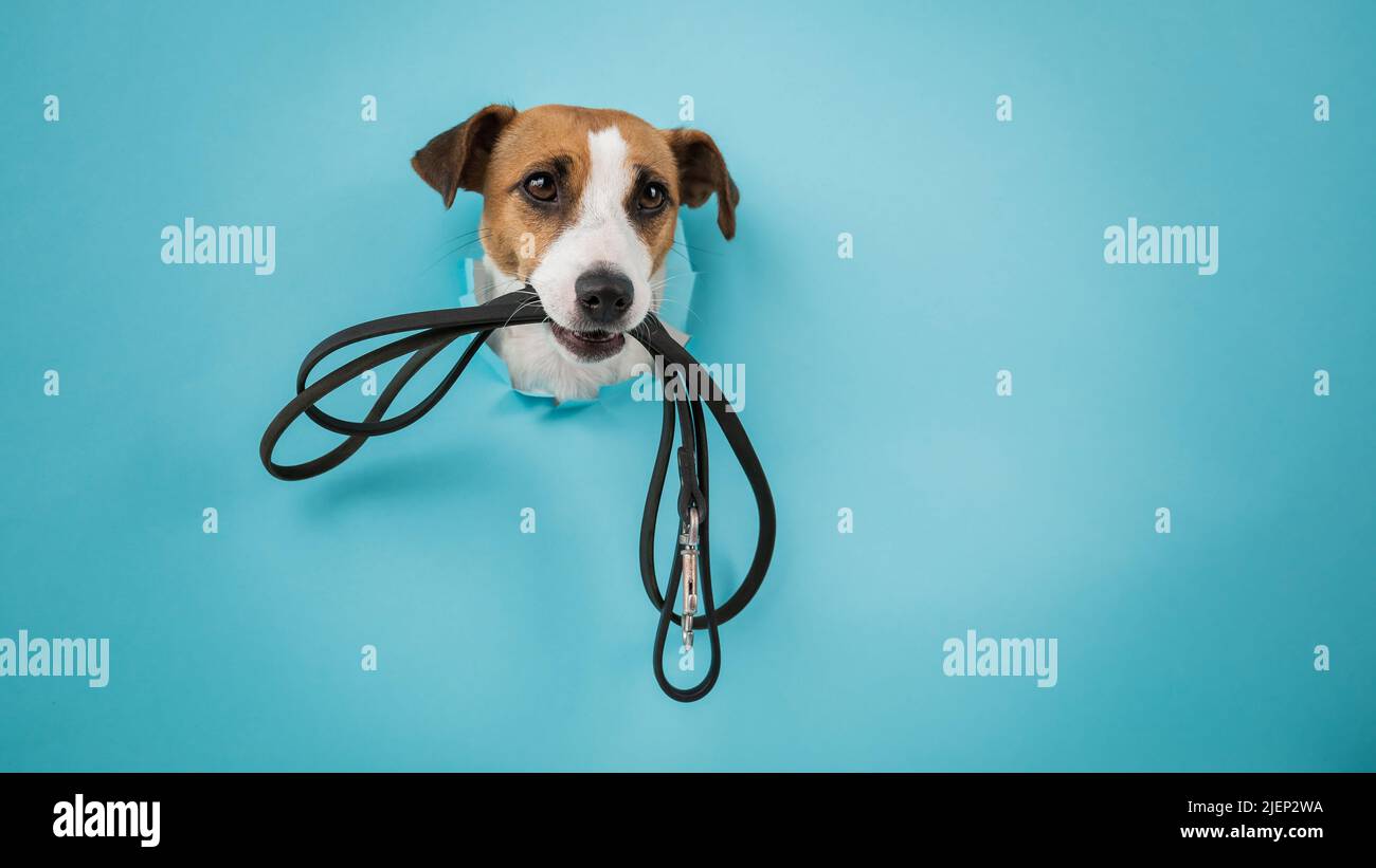 The head of a Jack Russell Terrier dog sticks out through a hole in a