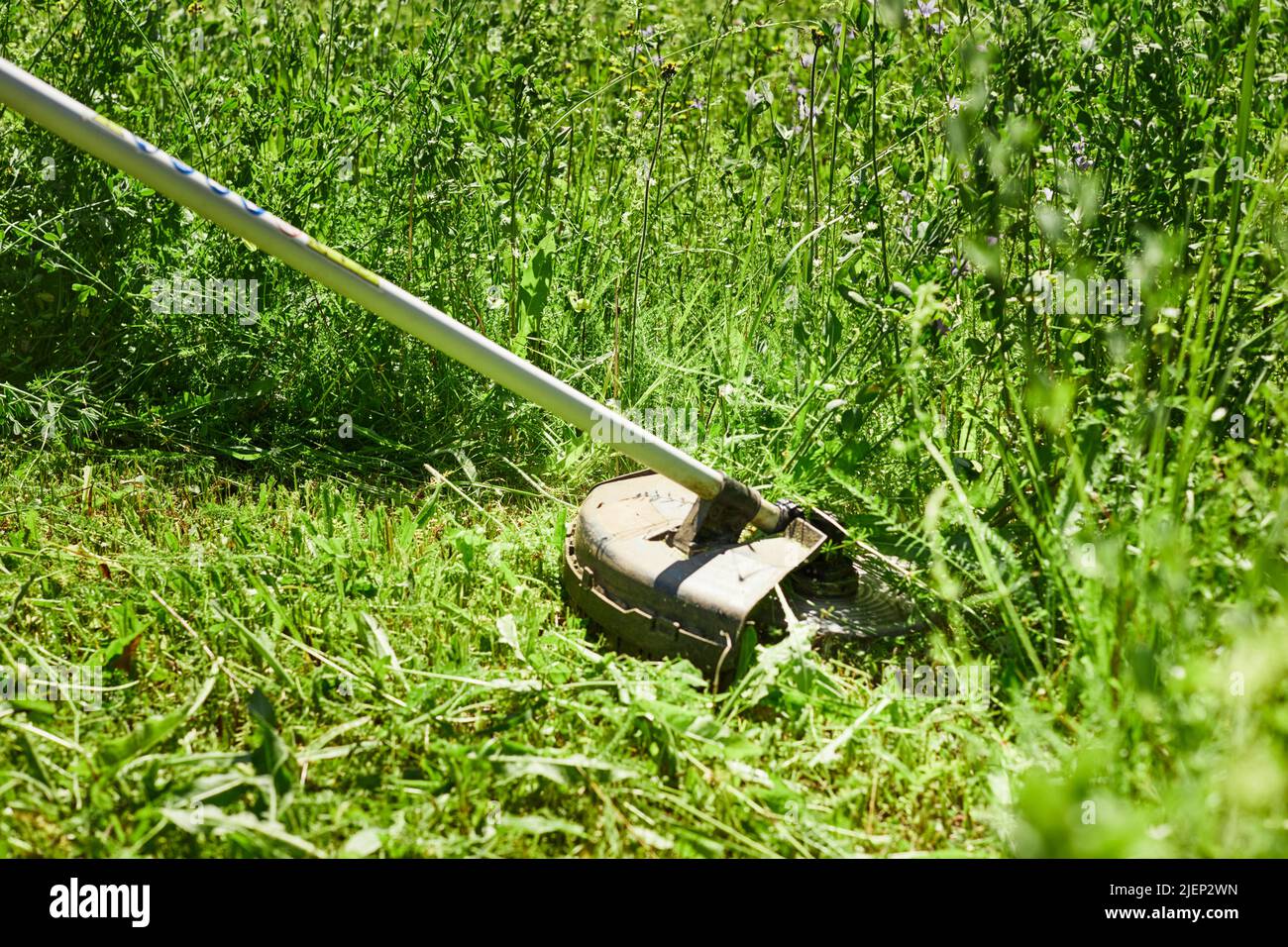 A man mows the grass in the field with a trimmer. Yard care concept
