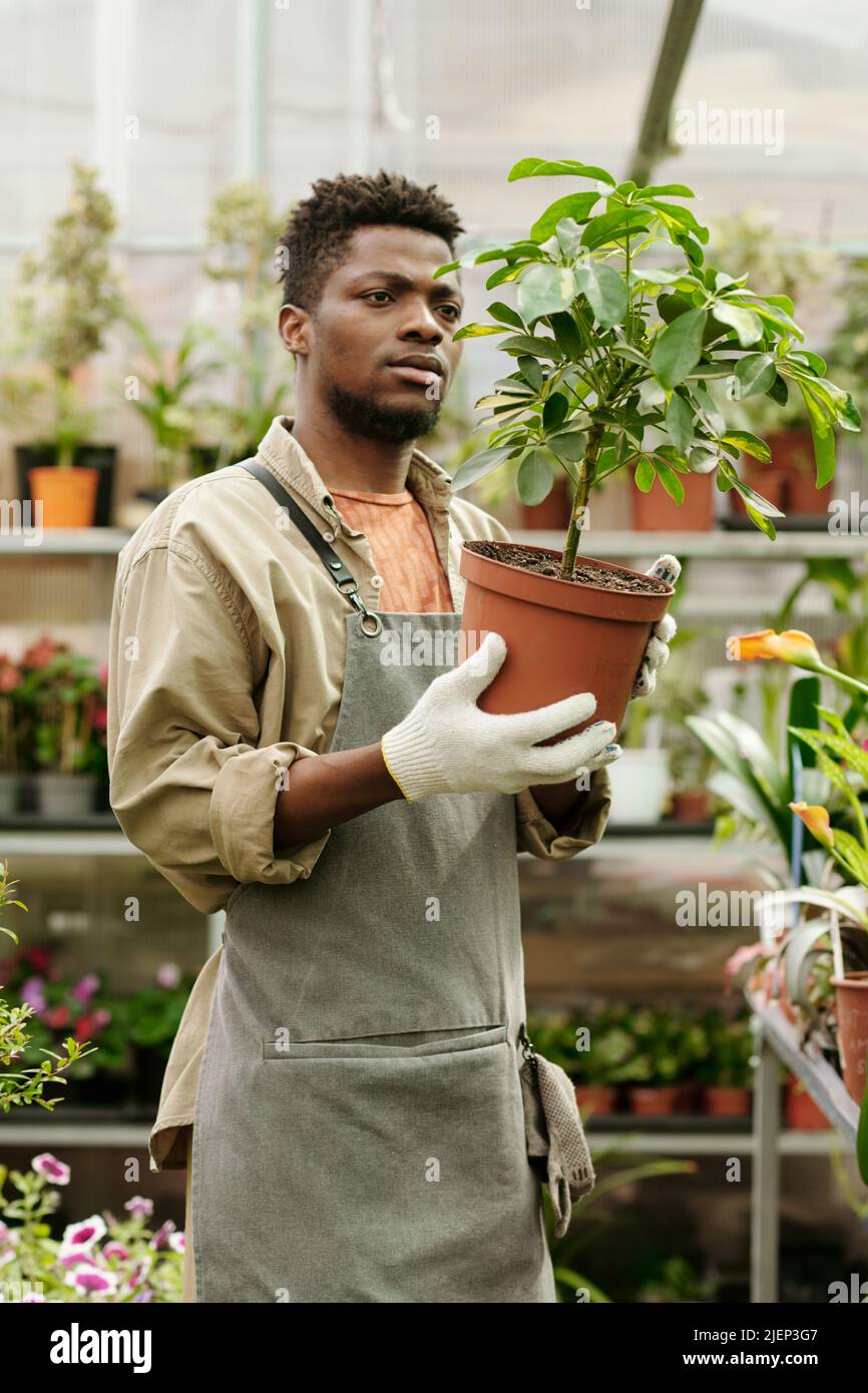 African young gardener in apron holding potted plant in his hands and