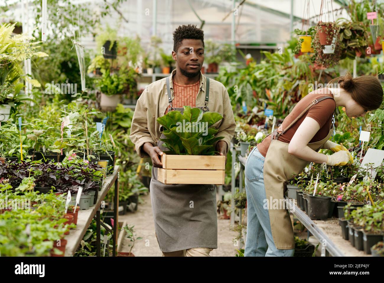 African young worker delivering box with plants to flower shop for sale