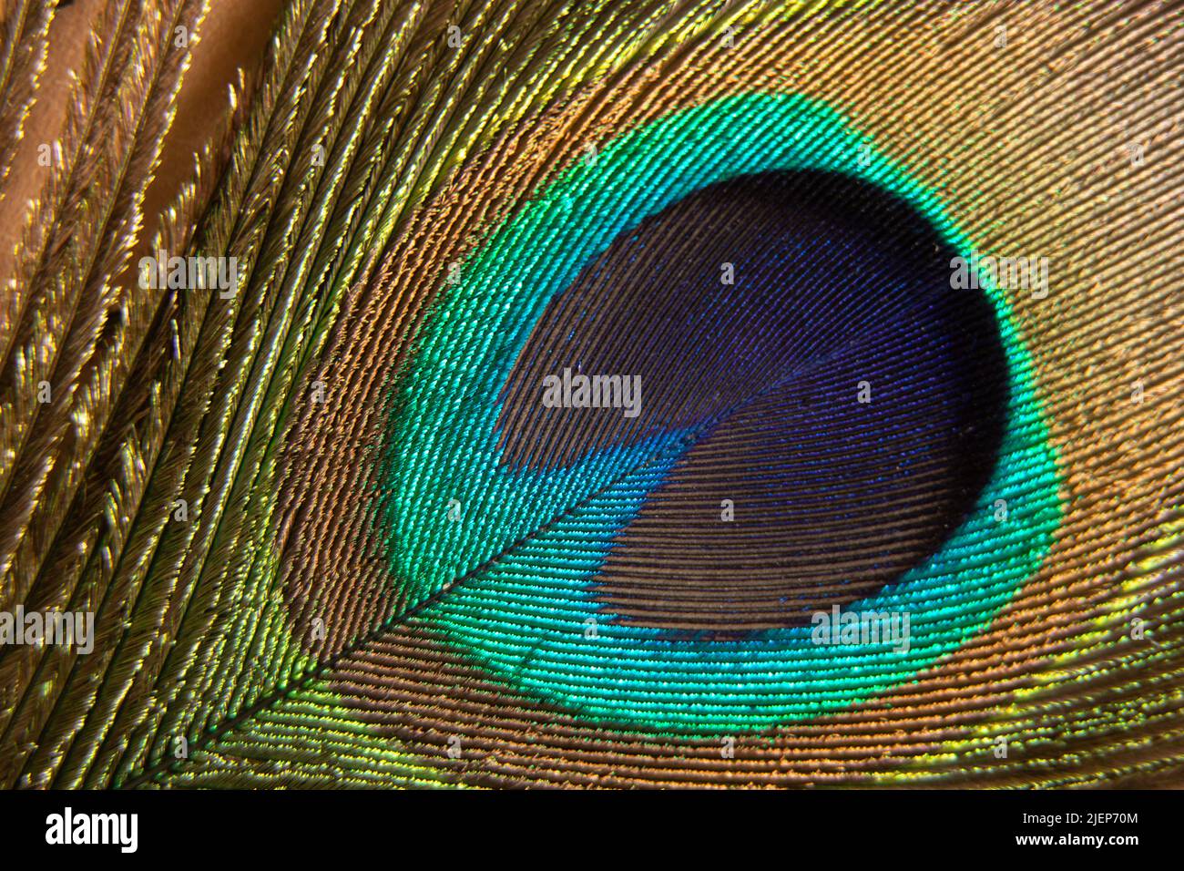 peacock feather close up macro photo, peacock feather isolated Stock Photo
