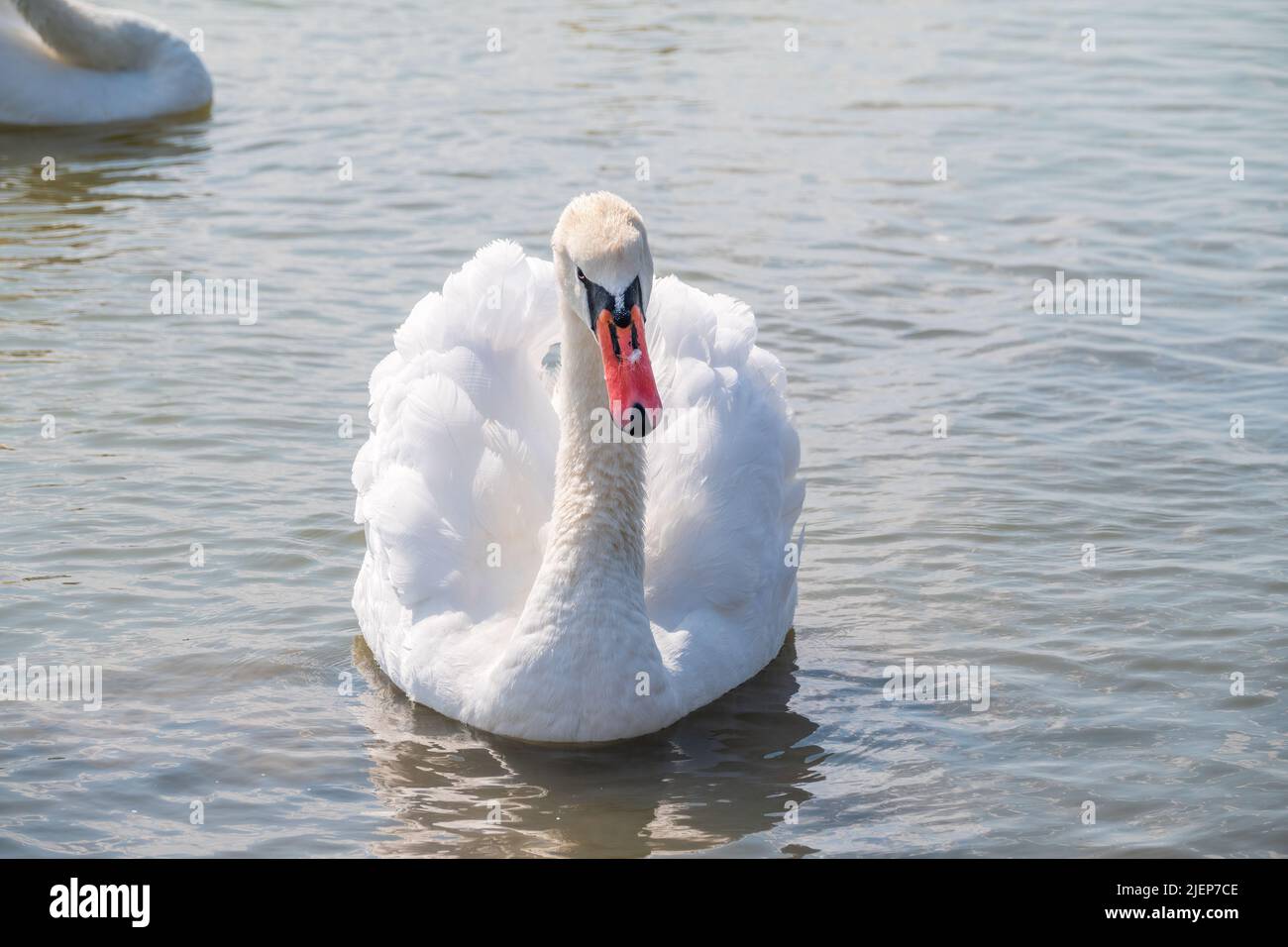 Graceful white Swan swimming in the lake, swans in the wild. Portrait