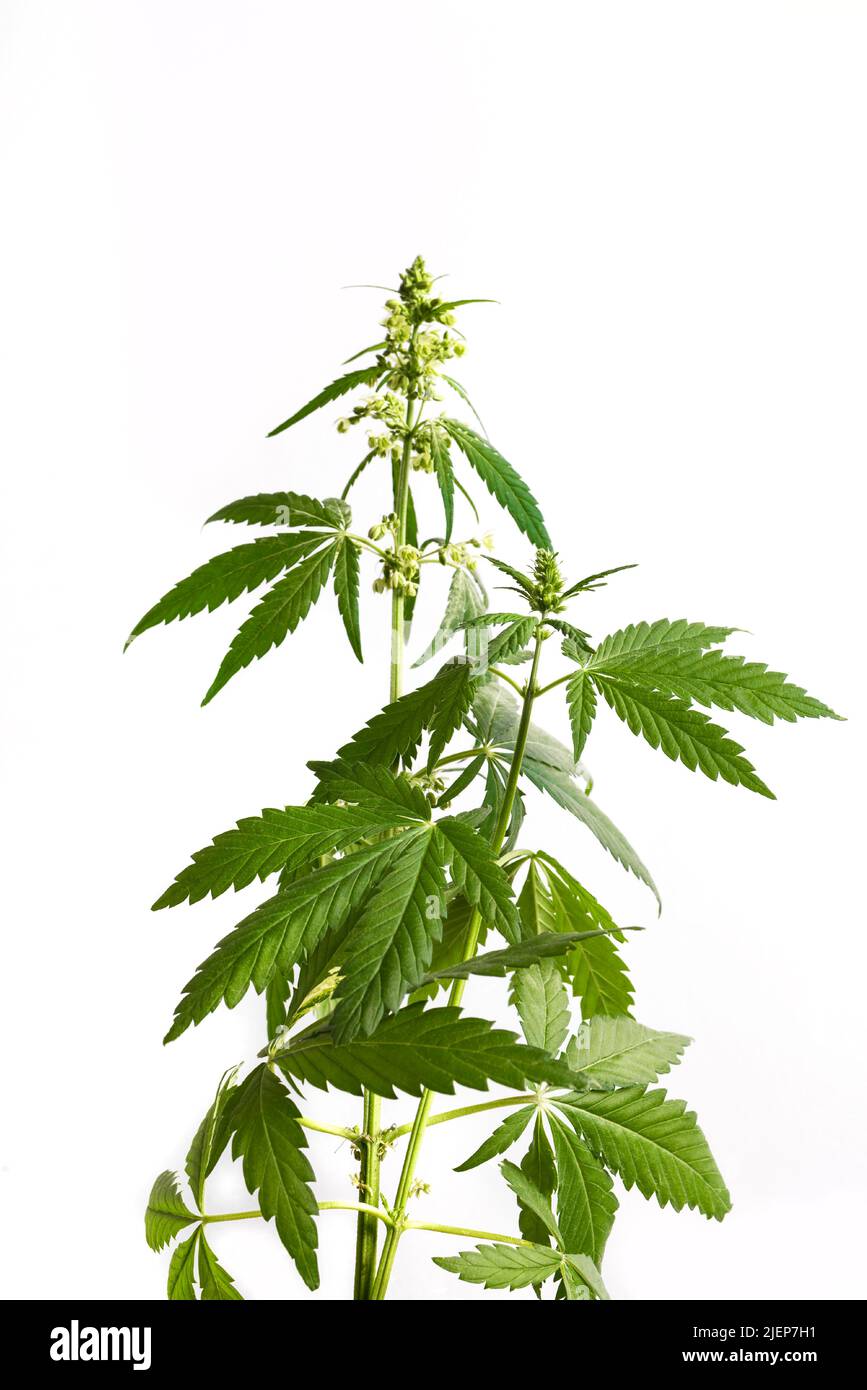 Wild hemp plant, cannabis plant isolated on the white background Stock Photo