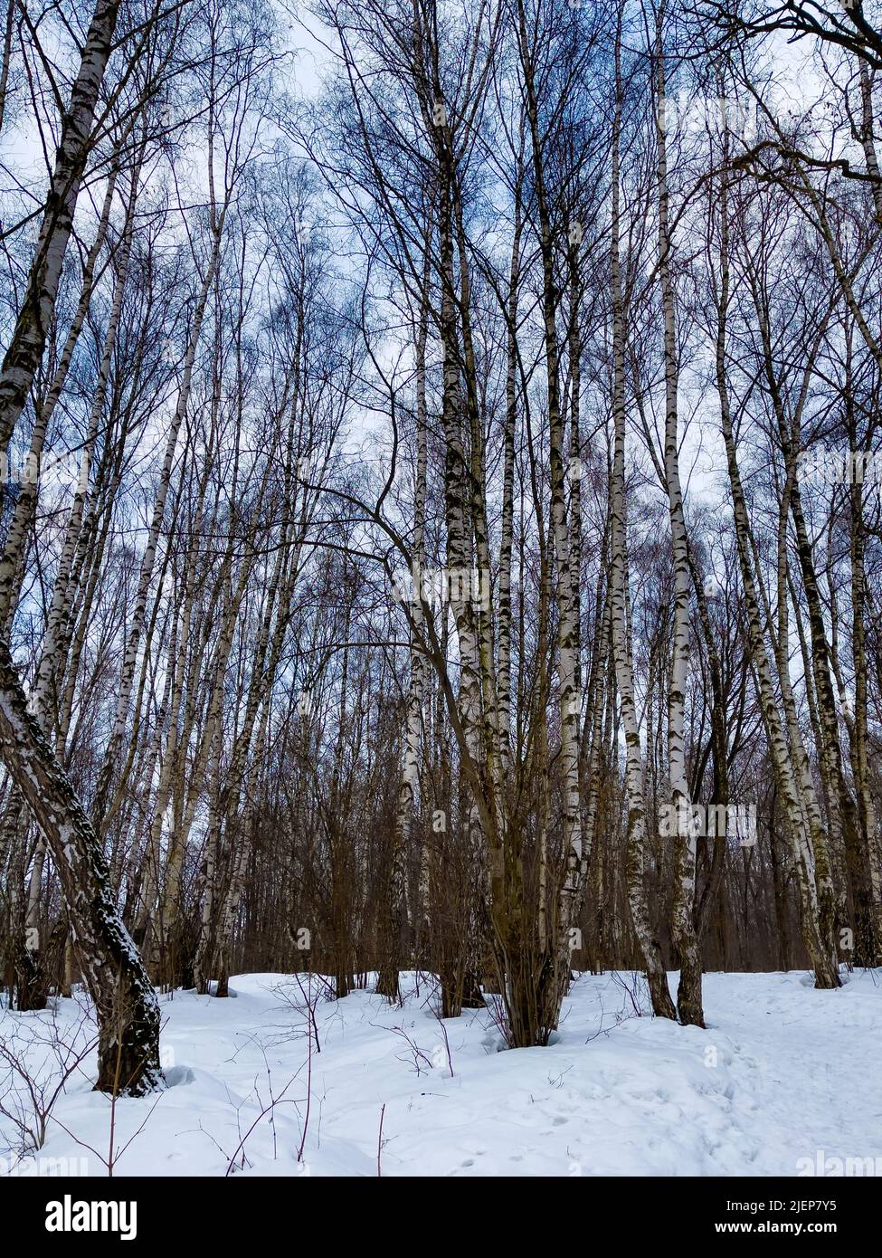 Winter landscape with snowy birch trees in the park Stock Photo