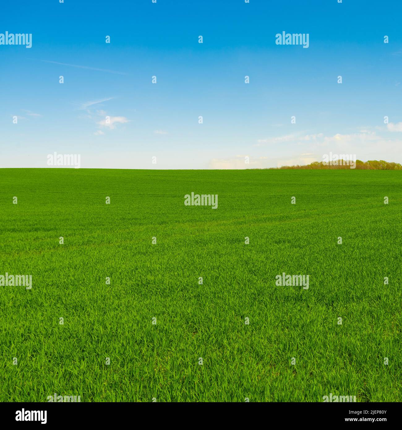 Idyllic grassland, rolling green fields, blue sky and white clouds in