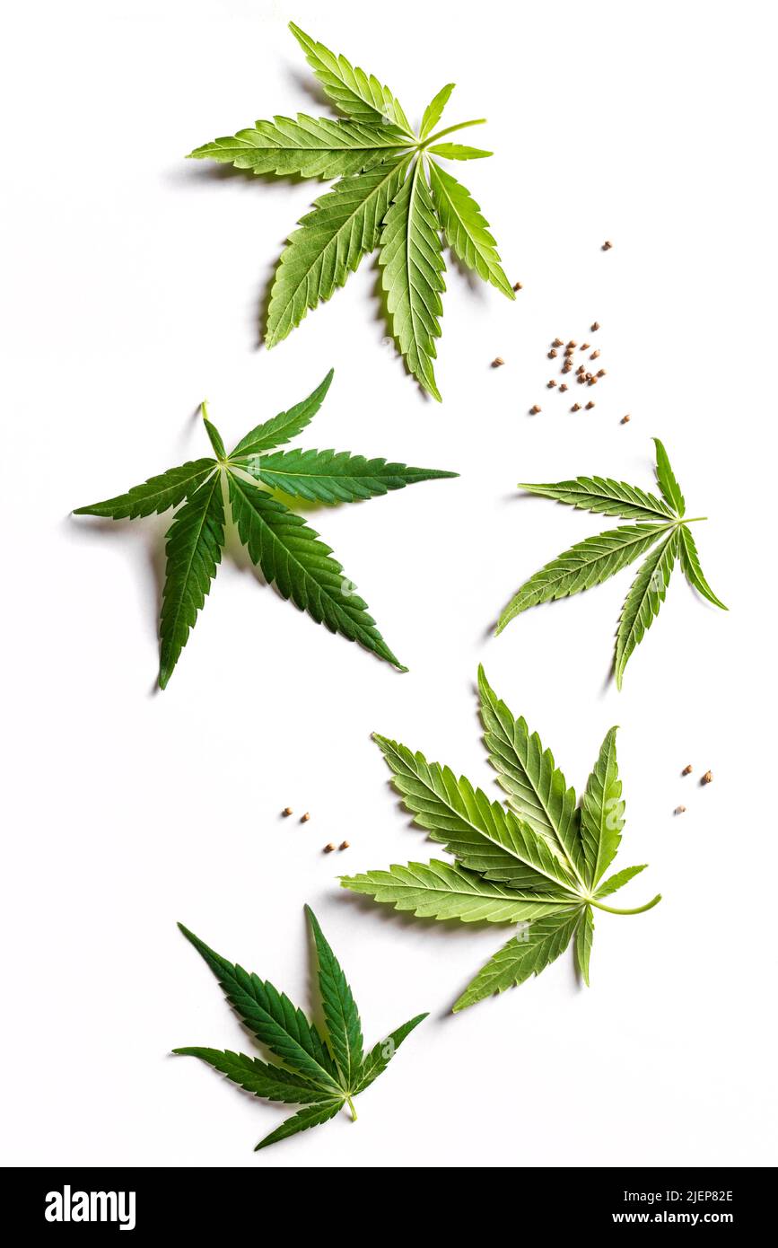 Wild hemp leaves and seeds, cannabis plant isolated on the white background Stock Photo