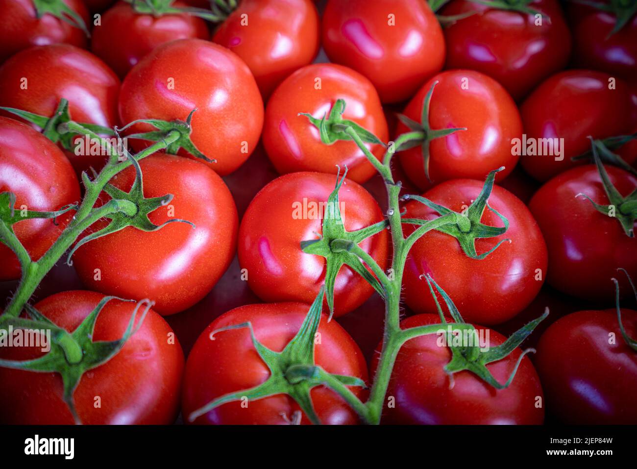 red tomatoes background. Group of tomatoes Stock Photo - Alamy