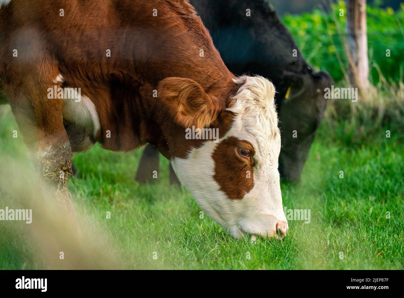 Dairy cows grazing on lush green pasture Stock Photo - Alamy