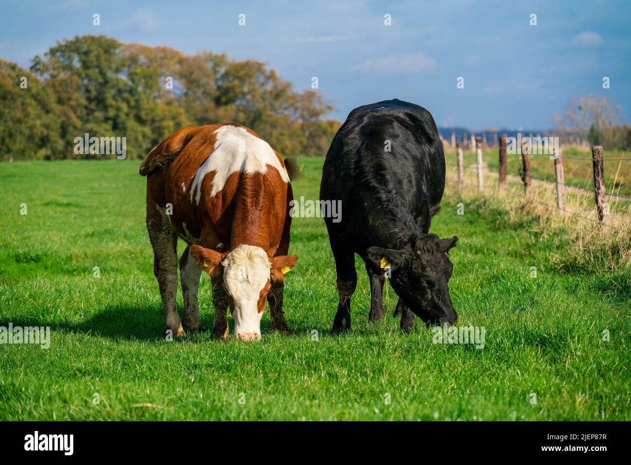 Dairy cows grazing on lush green pasture Stock Photo - Alamy