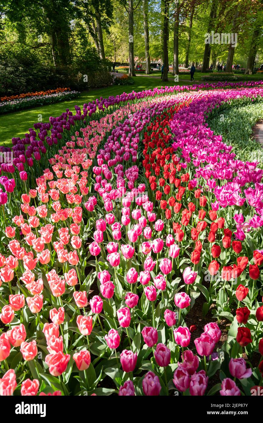 Colorful spring flowers in the park. tulip flowers on the Field Stock Photo
