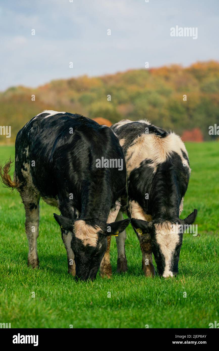 Dairy cows grazing on lush green pasture Stock Photo - Alamy