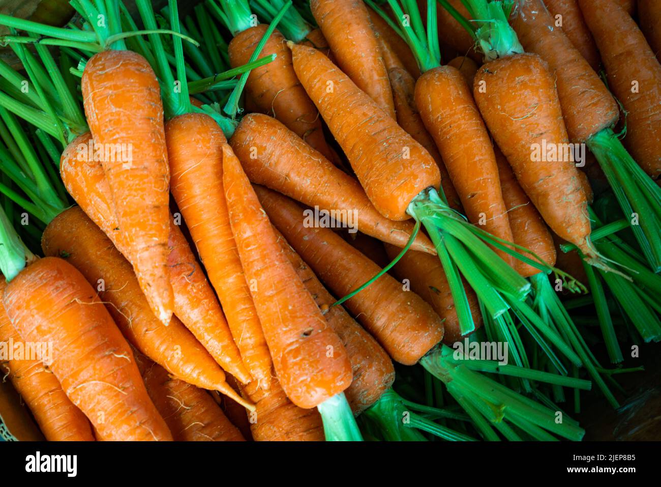 Homegrown fresh harvest of orange garden carrots. Ripe carrots Stock Photo