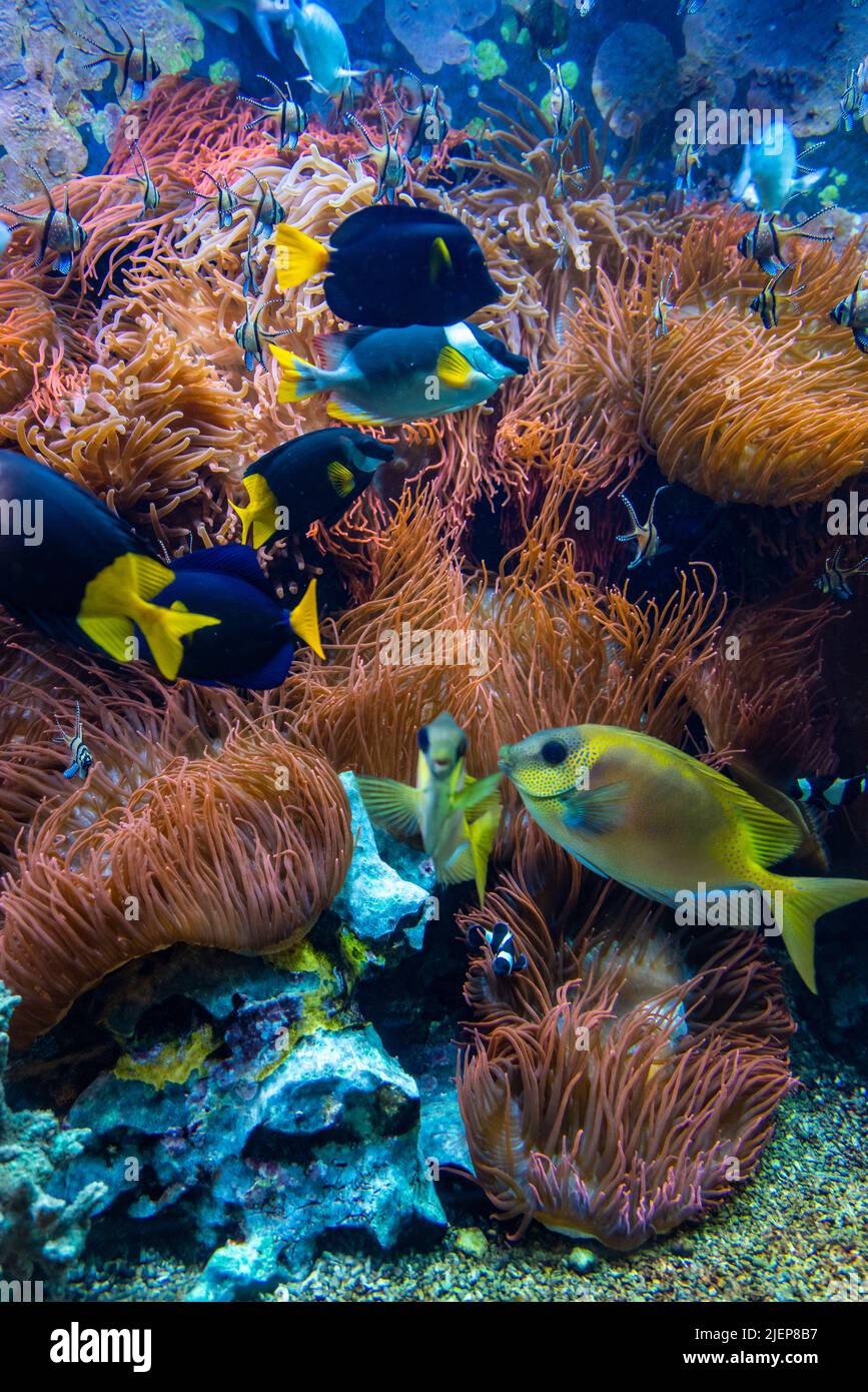Tropical fishes in blue water with coral reef Stock Photo