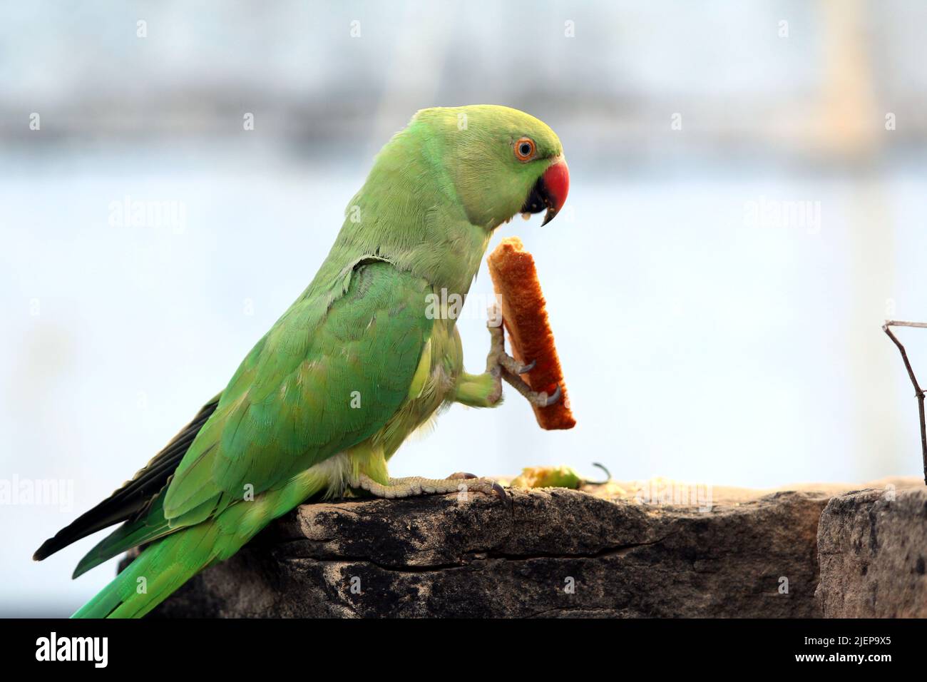 green parrot eating a bread Stock Photo Alamy