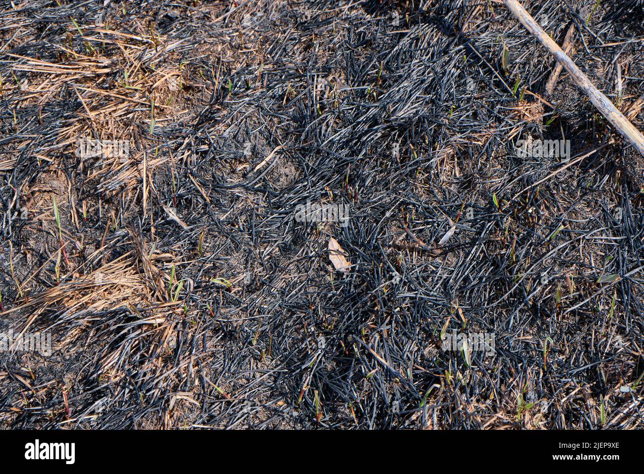 Burn grass, earth after a fire. Grass fell Stock Photo - Alamy