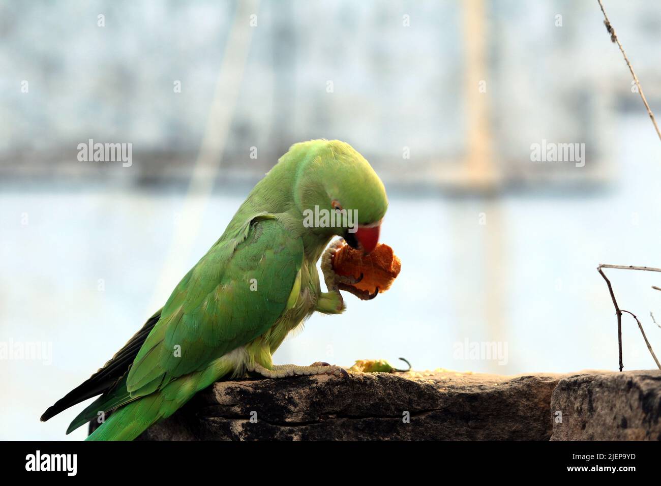 green parrot eating a bread Stock Photo