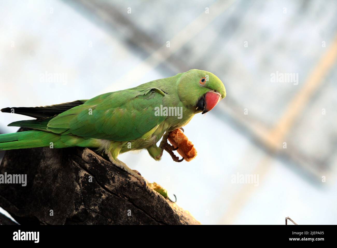 green parrot eating a bread Stock Photo