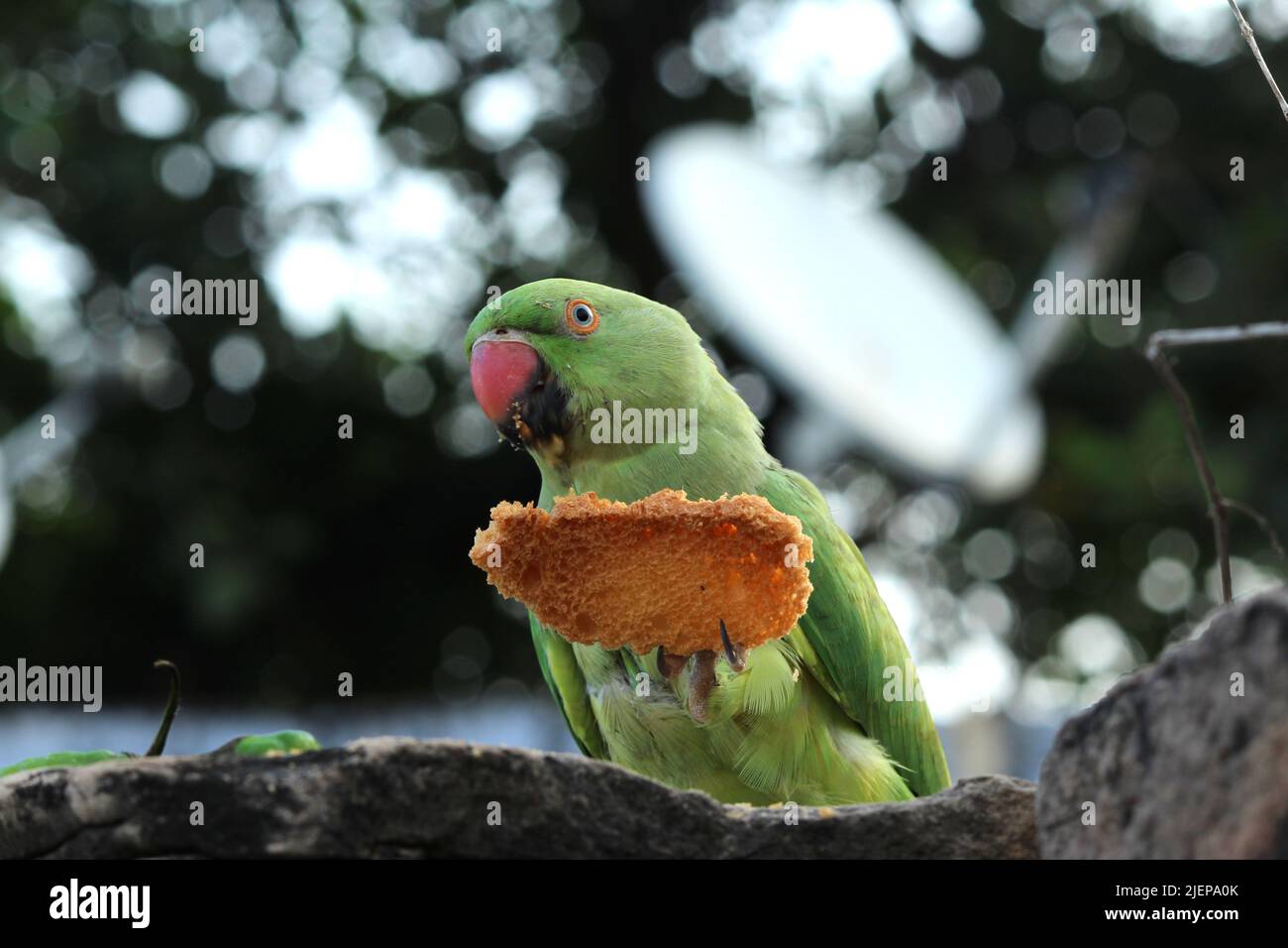green parrot eating a bread Stock Photo Alamy