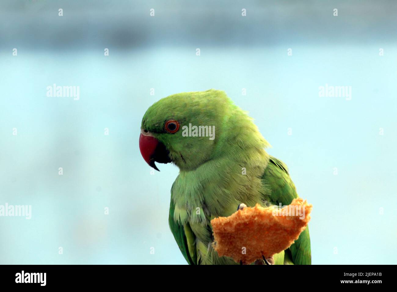 green parrot eating a bread Stock Photo Alamy