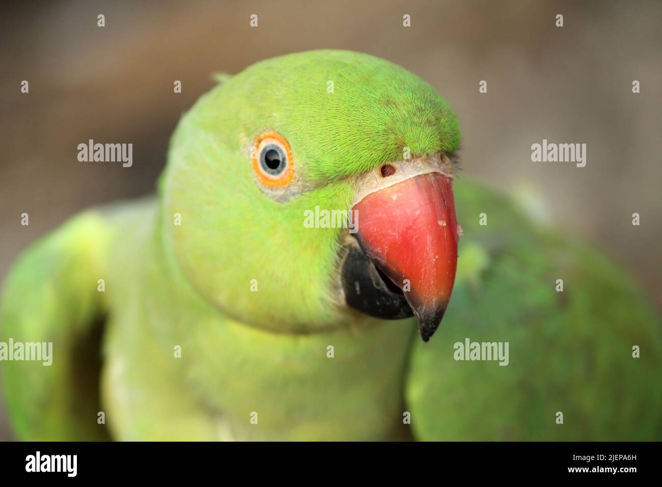 green bird parrot drinking and eating something Stock Photo Alamy