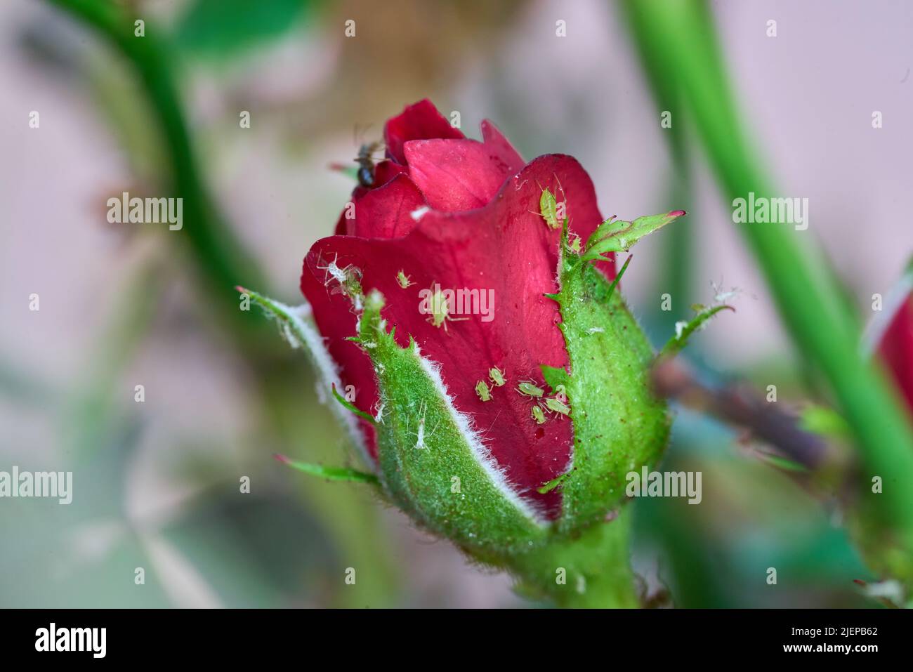 Rose flower attacked by aphid infestation. High quality photo Stock