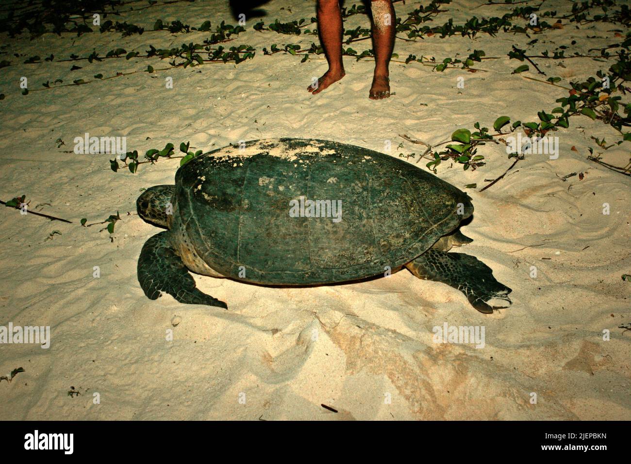 A green sea turtle (Chelonia mydas) crawling on the beach, heading back to the sea after laying its eggs at night on Sangalaki Island, an island dedicated to sea turtle conservation and a part of of Berau Marine Protected Area within Derawan archipelago in Berau, East Kalimantan, Indonesia. Stock Photo