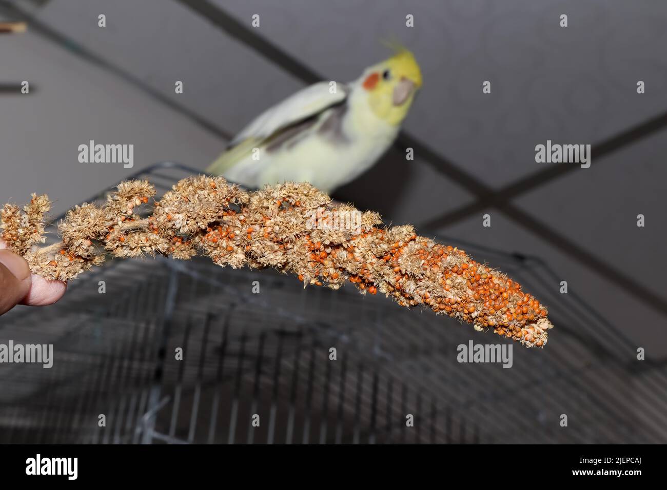 red millet is a seed that birds love to eat Stock Photo Alamy